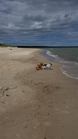 Strand bus på Gotland